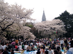 Cherry blossoms in Shinjuku Gyoen and Skyscraper