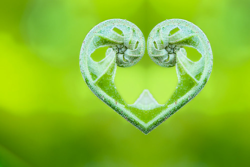 love fern by Doc Tony Photography.