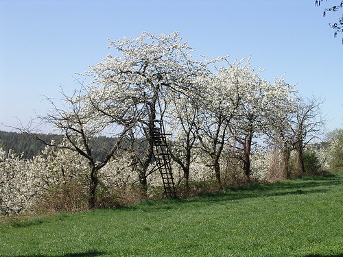Kirschbäume am weg nach Streitbaum IMGP9533_90