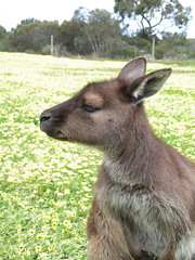Kangaroo Island Gray Kangaroo