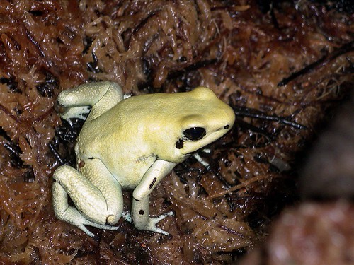the terrible poison frog by alumroot