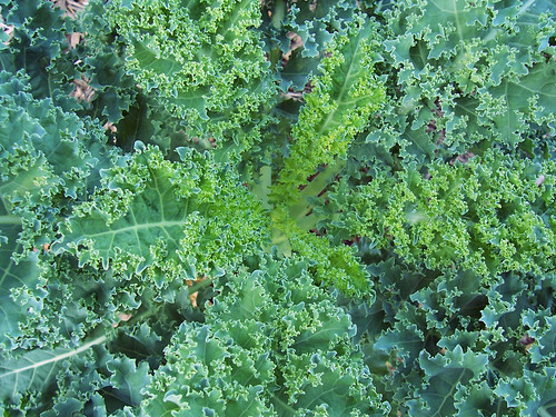 kale from above