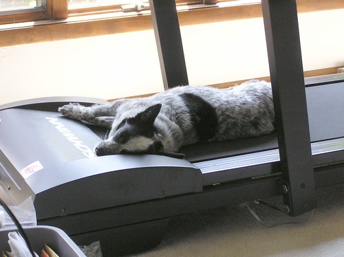 dog on treadmill by normanack