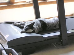 dog on treadmill
