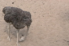 ostrich putting its head in the sand