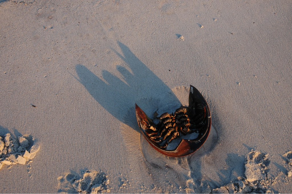 Horseshoe crab shell at sunset