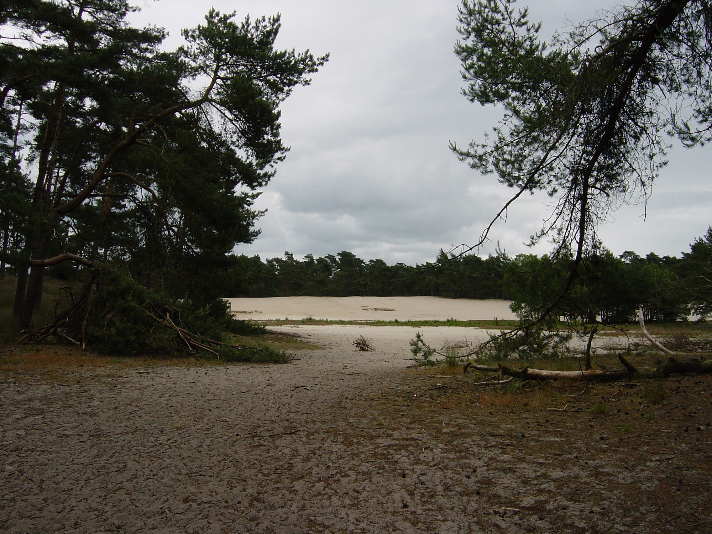 Woods around Ommen (Holland) - June 2005