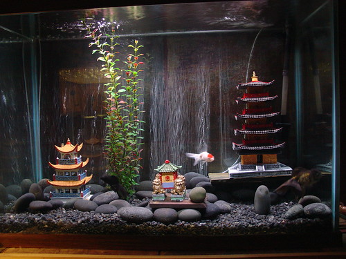 planted goldfish tank. Goldfish Tank