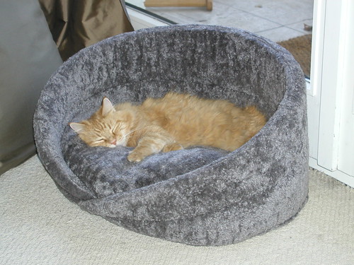 Sweet Kitty in new bed 001