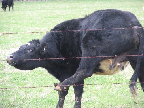 This cow has an itch...