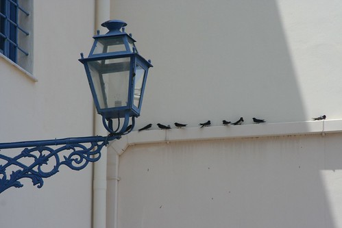 Swallows in Greece
