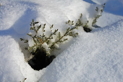 Snow covered bush