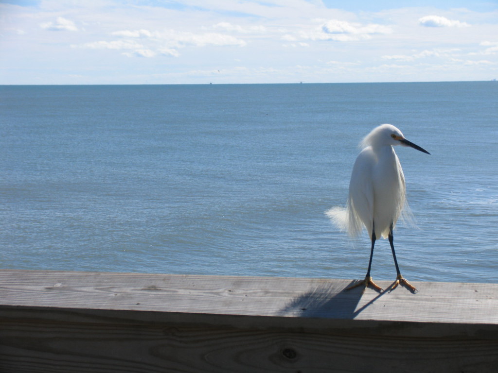Bird on Cocoa Beach Pier