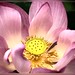 Lotus Flower (2)