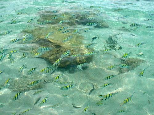 サムイ島　今日のお天気‐熱帯魚