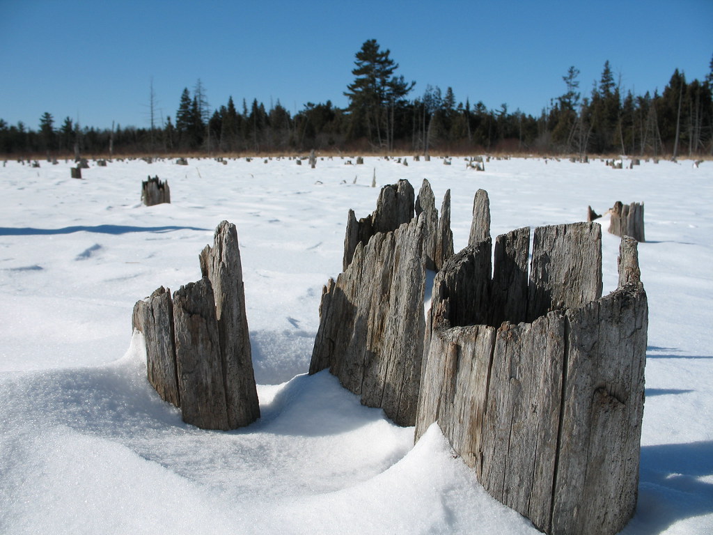Cedar stumps