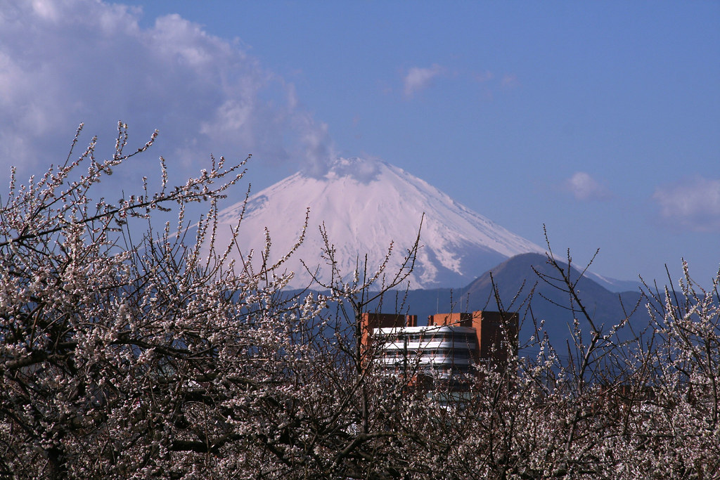 Japanese Apricot Flower & Mt.Fuji