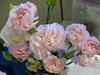 Tausha's Pink Carnations