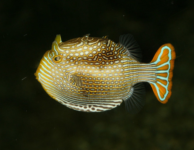ornate boxfish, IMG_1607x3c
