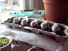 chile seedlings