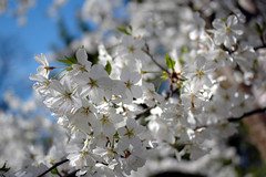 Cherry Tree in bloom