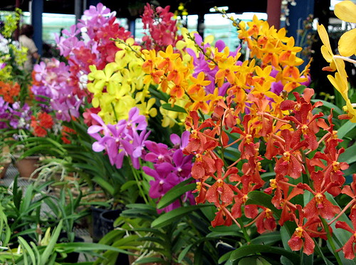 Orchids by Hydroponic System