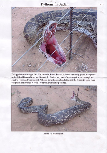 anaconda eats man. in sudan snake eats man !
