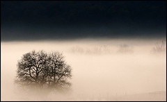 [Farmland Fog] By [Christine]
