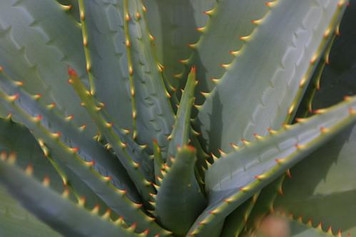 Prickly plant