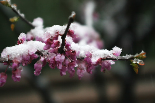 Frosted Blossoms