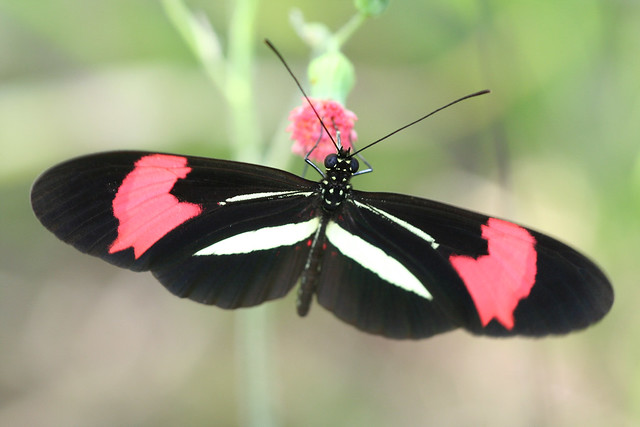 Borboleta (Heliconius erato phyllis) - Butterfly 2 15-04-07 098 - 9