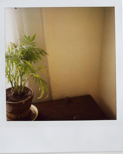 jason's :: plant