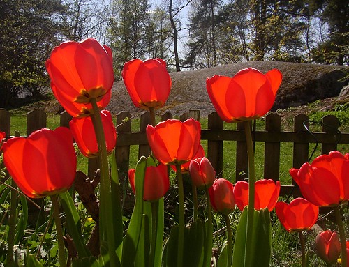 Red tulips Wrangels 30 april