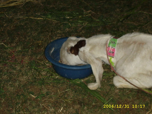 Sacrifical goat eats from bowl