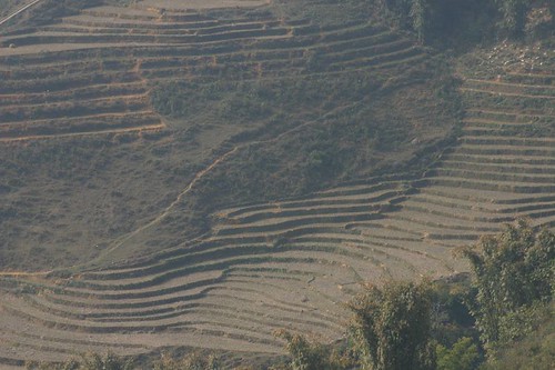 The Classic View: rice fields near Sapa.