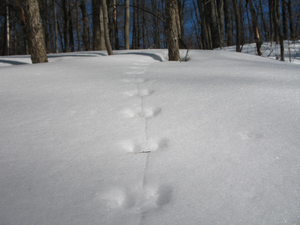 Mouse trails in the snow