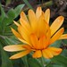 Calendula officinalis | Tuingoudsbloem - Pot marigold