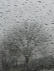 Rainy window, rainy tree