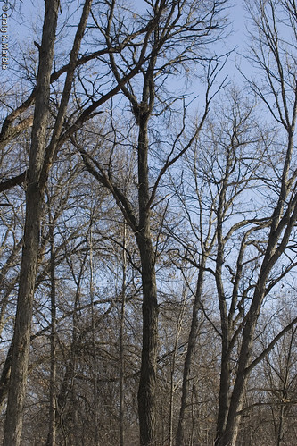 RSHawk Nest Tree