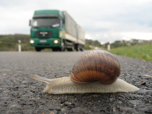 Snail in danger near Zadar, Croatia