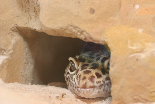 Leopard Gecko Peeking Out (by JasonCross)