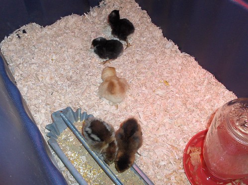 New baby chicks