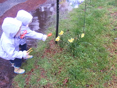 examining daffodils