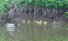 Duck Family