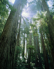 redwood-trees
