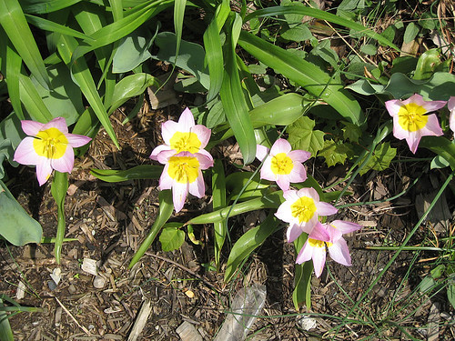 star tulips, i think