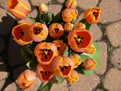 tulips on the patio