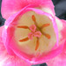 Bright Pink Tulip Up Close