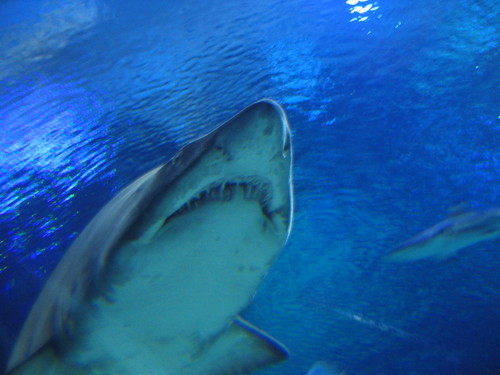 Shark, KL aquarium