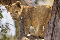 Lion cub in tree - by Arno & Louise